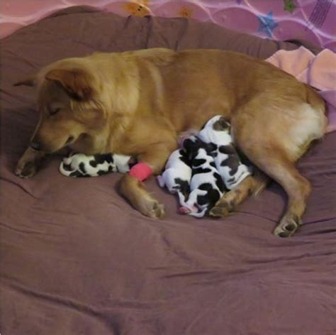 Rescued Mama Dog Gives Birth To A Litter Of Cows Ilovedogsandpuppies