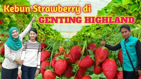 You can even pluck them yourself! Genting highland strawberry leisure farm - YouTube