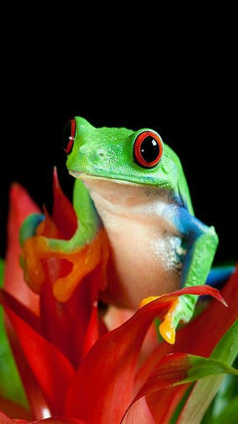 Amphibian Red Eye Tree Frog Photo By Serad Featured Creatures