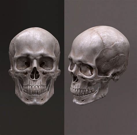 Artstation Human Skull Male Joe Zheng Skull Anatomy Human Skull Skull Model