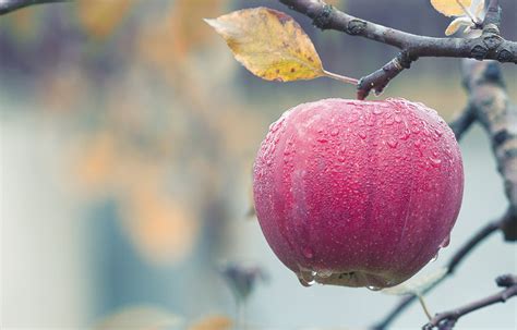 The Fruit Of Fall Apples Can Be Used To Create Many Seasonal Dishes