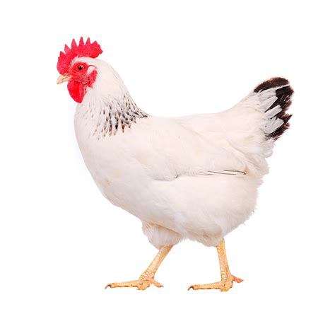 PNG HD Chicken Transparent HD Chicken PNG Images PlusPNG