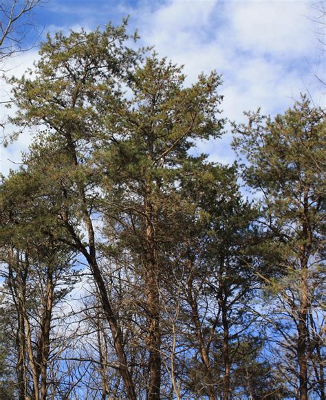 9 Different Types Of Pine Trees In Virginia Progardentips