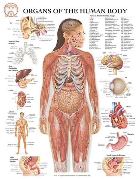 An organ is a collection of tissues that have a specific role to play in the human body. Internal Organ Pictures Of Human Body | Human body diagram, Human body organs, Human anatomy female