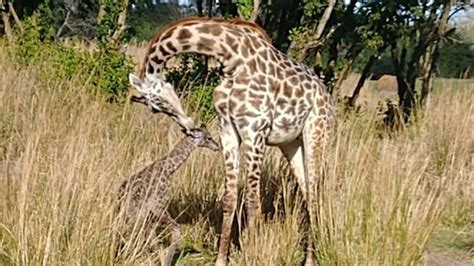 Circle Of Life Disneys Animal Kingdom Welcomes Giraffe Calf