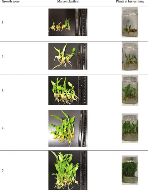 Growth Score Of Turmeric Plants 8 Weeks After Subculture In The First