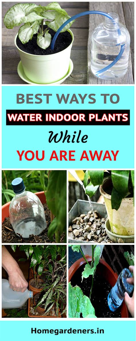 Best Ways To Water Indoor Plants While You Are Away Home Gardeners