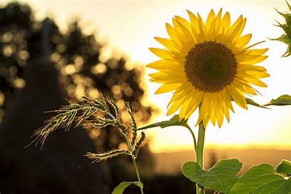 Sunflower Single Sunset Flowers