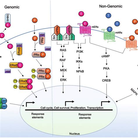 Estrogen Receptor Alpha Erα Isoforms Download Scientific Diagram