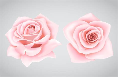 Pink Roses Flower 834501 Vector Art At Vecteezy