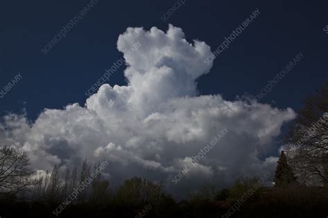 Cumulus Congestus Clouds Over Trees Stock Image C0477566 Science