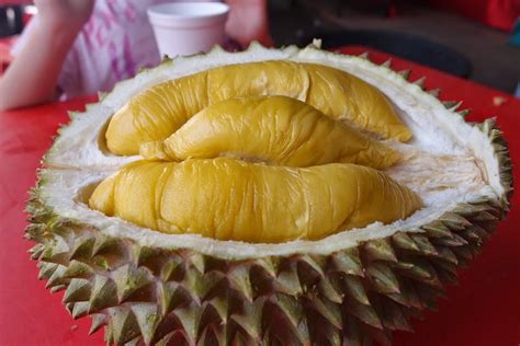 Detail produk durian musang king. JUAL BIBIT TANAMAN BUAH: Durian Musang King