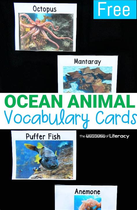 Ocean Animal Vocabulary Cards Ocean Activities Kindergarten Ocean