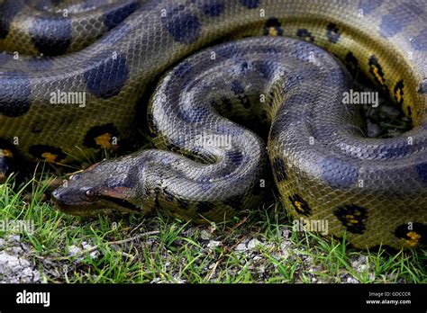 Green Anaconda Eunectes Murinus Los Lianos In Venezuela Stock Photo