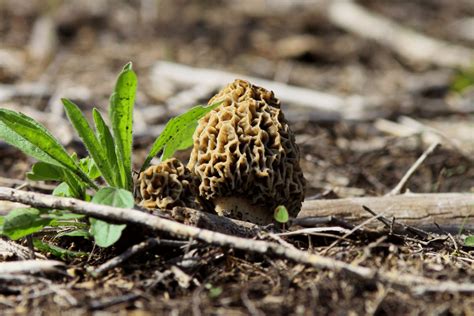 Best Morel Mushrooms Ohio Hunting Facts Tips