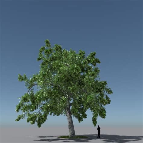 Free Fbx Tree Models Turbosquid