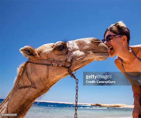 beach camels photos and premium high res pictures getty images