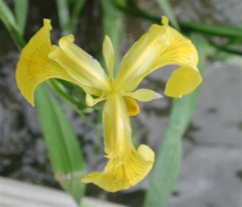 Yellow Iris Or Yellow Flag Iris Iris Pseudacorus 09 Wild Flowers