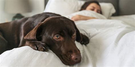 Why Having A Pet Could Be Impacting Your Sleep