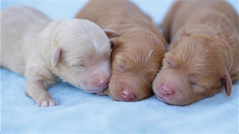 Newborn Puppies Youtube