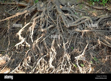 Tree Roots Stock Photo Alamy