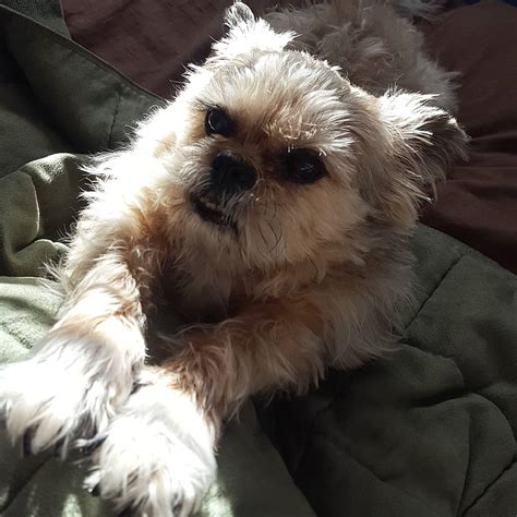 Check spelling or type a new query. Griffonshire (Brussels Griffon X Yorkshire Terrier) | Info ...