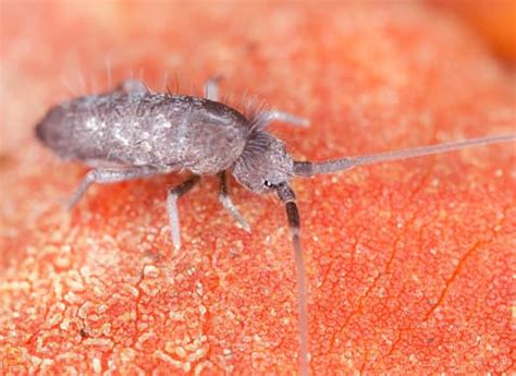 Are you finding them in your kitchen sink by the i would like to receive updates relating to rentokil's products and services. Learn More About Springtails In New York