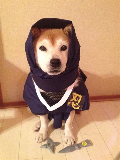Shiba Inus Put All Coordinating Couples To Shame With Their Dress Up Game