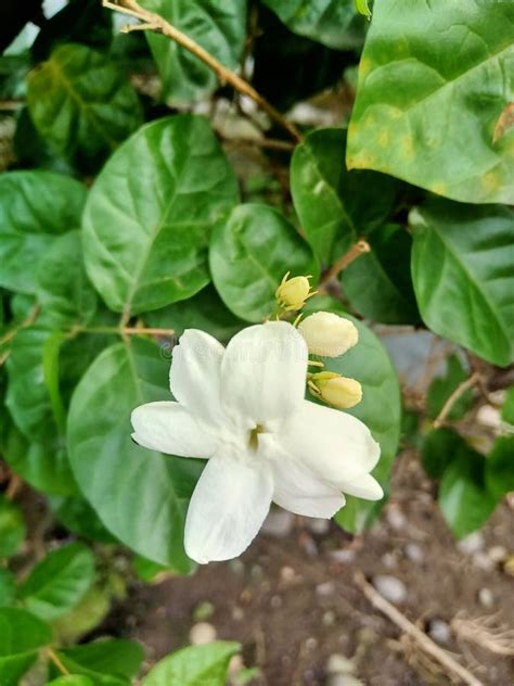 Beautiful Small White Jasmine Flower With A Distinctive Fragrance Stock