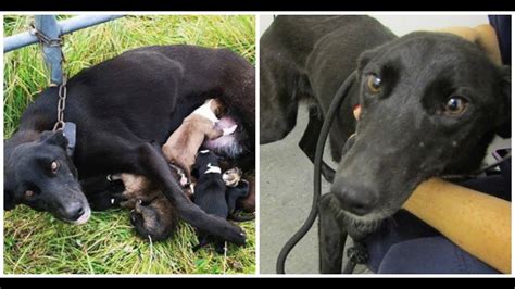 Dog Cruelly Abandoned And Found Chained To Fence Nursing Her Puppies