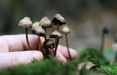 A Psychoactive Compound In Magic Mushrooms Can ‘reset Your Brain And