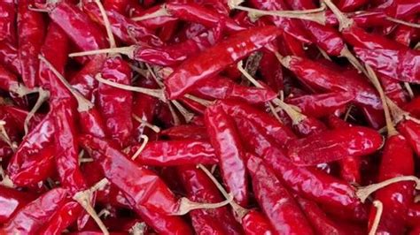 Whole Red Chilli S10 Guntur At Rs 220kg Dry Red Chilli In Byadgi