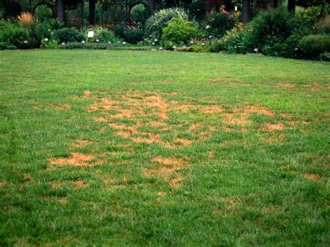 Common Turf Weed And Diseases To Watch For Pro Tree And Turf Equip