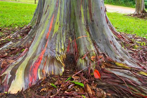 Incredible Photos Reveal Rainbow Eucalyptus Trees Make Living Art As