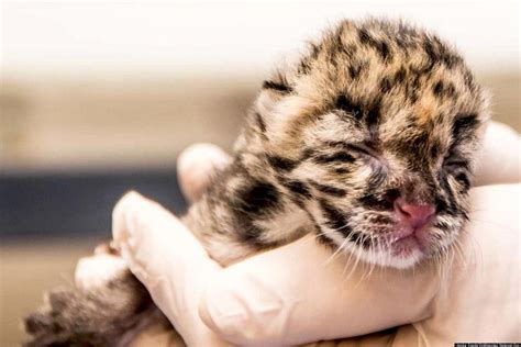 National Zoos Clouded Leopard Babies Two Cubs Born At Smithsonian