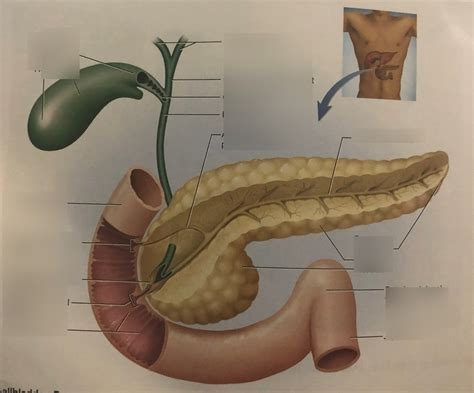 Gallbladder Pancreas Duodenum Diagram Quizlet