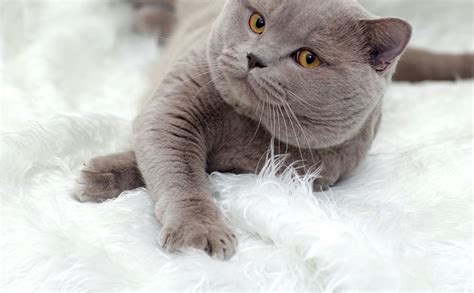 Get A British Shorthair Cat Pet Insurance Quote Tesco Bank