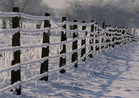 Wallpaper Snow Winter Ice Frost Fence Belgium Freezing Neige