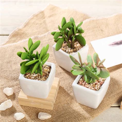 Set Of 3 Assorted Fake Succulents In Pot 3 Assorted Green Mini