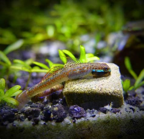 20 Smallest Freshwater Aquarium Micro Fish That Stay Small
