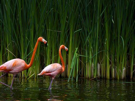 Pink Flamingos Wallpapers And Images Wallpapers