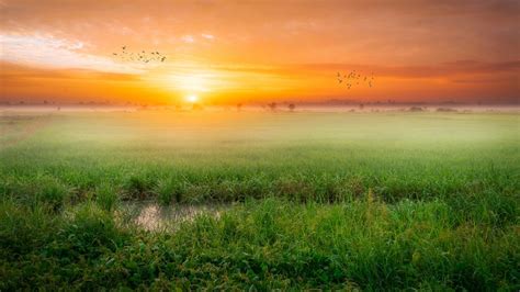 Sunrise 4k Wallpaper Paddy Fields Landscape Countryside Agriculture