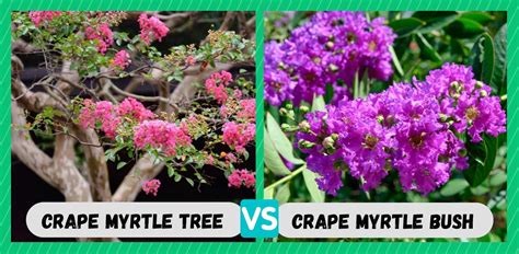 Crape Myrtle Tree Vs Bush Whats The Difference Farmer Grows