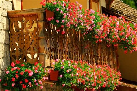 Balcony Flower Boxes And A Profusion Of Pink And Red Along The Entire