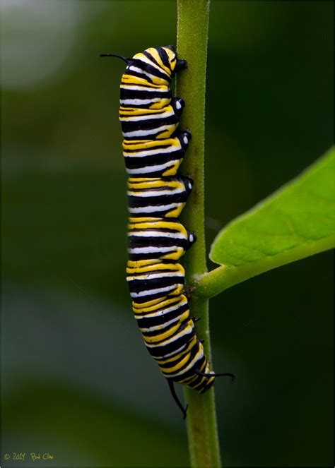 Portrait Of A Monarch Butterfly Caterpillar Animal And Insect Photos