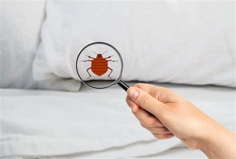 Get Rid Of Bed Bugs Permanently Pest Exterminators Surrey