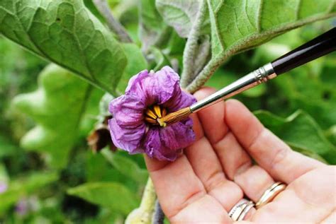 The plant will bare fruit based on. Hand Pollination