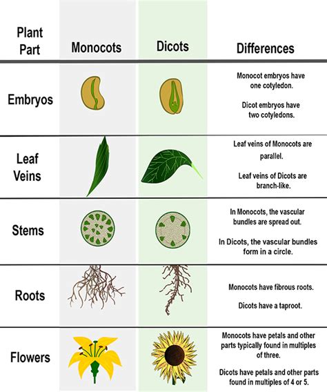 Monocots And Dicots Chart