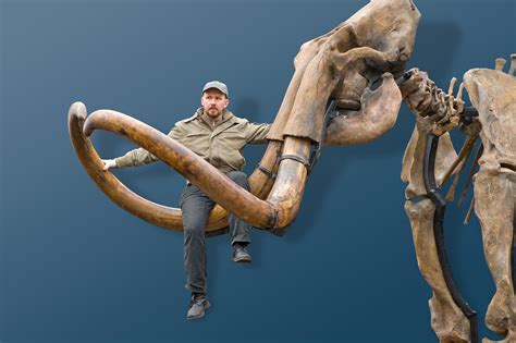 Russian Woolly Mammoth Skeleton Mammuthus Primigenius One Of The