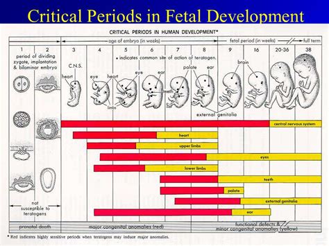 Describe The Three Stages Of Prenatal Development